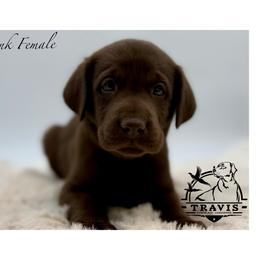 Pink - Chocolate female Labrador Retriever puppy in San Diego County, California from Travis’ Chocolate Labradors