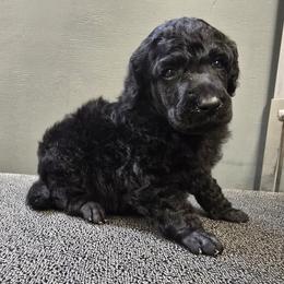 Brown Collar - Black male Poodle puppy in Patterson, California from Paterson Poodles