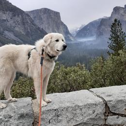 Great Pyrenees All Grown Up from The Yosemite Pyrenees Ranch