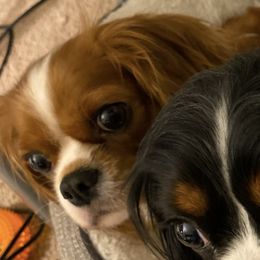 Cavalier King Charles Spaniels from Austin Jacob's Cavalier King Charles Spaniels
