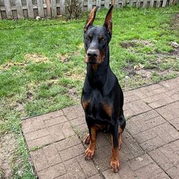 Mana - Black and rust male Doberman Pinscher puppy in Newberg, Oregon from De Mata Dobermann Kennel