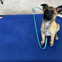 Belgian Malinois Puppies from Care 2 Protect