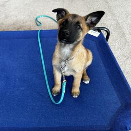 Belgian Malinois Puppies from Care 2 Protect