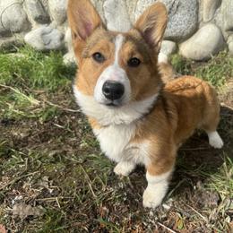 Sera - Pembroke Welsh Corgi