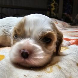 Cavalier King Charles Spaniel Puppies from Critter's Cottage Cavaliers
