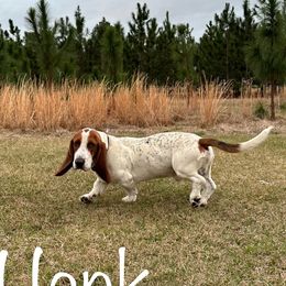 Hank - Basset Hound