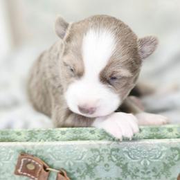 Felix - Lavender male Pomsky puppy in Christiana, Tennessee from Smoky Mountain Pomskies