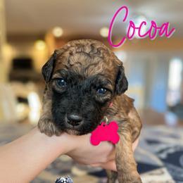 Cocoa - Wheaten female Whoodle puppy in Knoxville, Tennessee from Fleury Farm Doodles TN