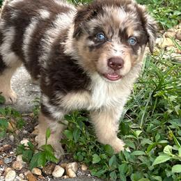 Augustus - Red merle male Australian Shepherd puppy in Fort Myers, Florida from U Cross Australian Shepherds