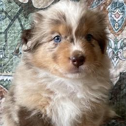 Croissant - Red merle male Australian Shepherd puppy in Boulder, Colorado from Noble Standard Australian Shepherds