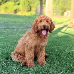 Reba - Caramel female Australian Labradoodle puppy in Hartshorne, Oklahoma from Jena Edmond