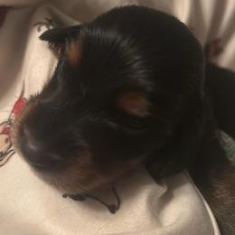 Fabio - Black and tan male Dachshund puppy in Argos, Indiana from TKO Doxies