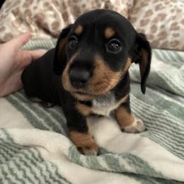 Twix (CKC) - Black and tan female Dachshund puppy in Eastland, Texas from Mavericks Mini Dachshunds