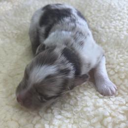 Deacon - Red merle male Miniature Australian Shepherd puppy in Geary, Oklahoma from Helm Farms Aussies