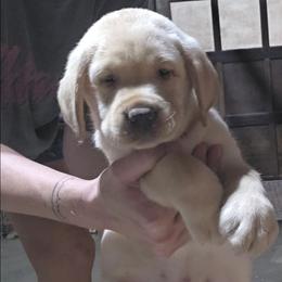 Yellow Boy 2 - Yellow male Labrador Retriever puppy in Andrews, South Carolina from Leyland Cypress Retrievers