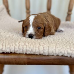 Leland - Red male Cavapoo puppy in Chipley, Florida from Coastal Cavapoos