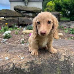 Atlas - Red male Dachshund puppy in Stilwell, Oklahoma from B & K Dachshunds