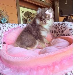 Kira - Chocolate and tan female Pomeranian puppy in Gainesville, Texas from Pomtastic Pomeranians