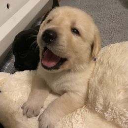 Labrador Retriever Puppies from Tobyan Labradors
