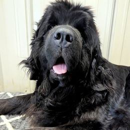 Hazel - Newfoundland