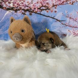 Yellow Collar - Red sesame male Shikoku puppy in Pennsylvania from Aoiyama Sou Shikoku Kennel