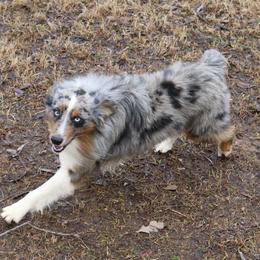 Blue - Miniature Australian Shepherd