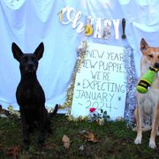 Carolina Dog puppies from Full Circle Carolina Dogs