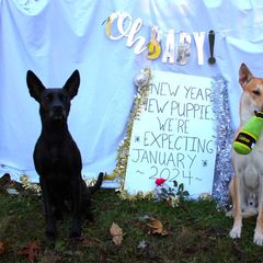 Carolina Dog puppies from Full Circle Carolina Dogs