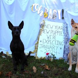 Carolina Dog puppies from Full Circle Carolina Dogs