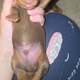 Chocolate and tan boy 2 - Chocolate male Dachshund puppy in West Plains, Missouri from Spring Creek Dachshunds