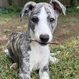 Ace - Fawn brindle male Whippet puppy in Hopkinsville, Kentucky from Night Sky Whippets