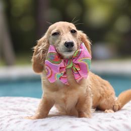 Ruby - Red female Dachshund puppy in Woodbine, Georgia from Bowdachs Miniatures