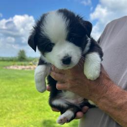 Firefly - Black tri female Toy Australian Shepherd puppy in Bristow, Iowa from Pine Ridge Toy and Mini Aussies