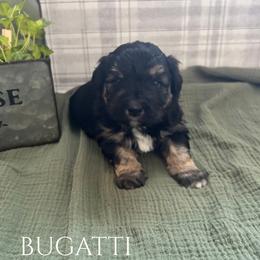 Bugatti - Black phantom male Aussiedoodle puppy in Zeeland, Michigan from Dutch’s Doodles