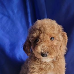 Poodle Puppies from Bobbies poodles
