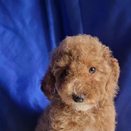 Poodle Puppies from Bobbies poodles