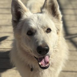 Hades - German Shepherd