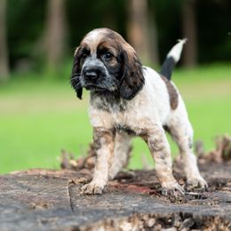 Murphy - Tri-Roan female English Springer Spaniel puppy in Mooresville, North Carolina from Third Creek Springers