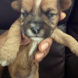 Girl 2 - Brindle female Shih Tzu puppy in Florida from Shih tzus and Shorkies Galore