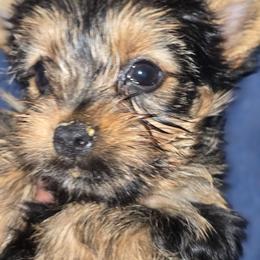 Finnegan - Black and tan male Yorkshire Terrier puppy in Conyers, Georgia from Furrever Puppy Co.