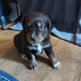 Lime Green - Red tri-color Australian Shepherd puppy in Kansas from Lifeline Ranch