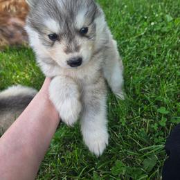 Wooly Boy - Gray and white male Siberian Husky puppy in Bingham, Illinois from Siberian Instincts Kennel