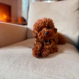 Lilikoi - Red  female Poodle puppy in Salem, Oregon from Lavish Poodles