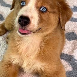 Red  and white Merle 1 - Red merle female Aussiedoodle puppy in Punta Gorda, Florida from Blitzenhaus Working Dogs-Home of the Working Czech Shepherd and Rottweiler and Splash of Color Aussiedoodles