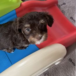 Chocolate and tan - Chocolate sable female Havanese puppy in East Lansing, Michigan from VanCort's Happy Havanese