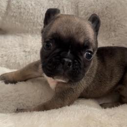 Reba - Fawn female French Bulldog puppy in Warm Springs, Arkansas from Seven Hills Arkansas