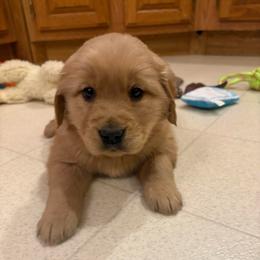 Trusty - Golden female Golden Retriever puppy in Grant County, Indiana from On The Sunny Side Pavey Farms