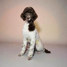 Olive - Poodle