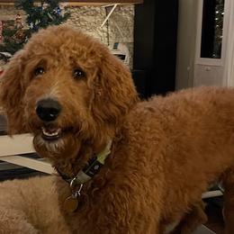Abigail - Goldendoodle