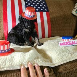 Marsala - Phantom female Poodle puppy in Chase, Michigan from My Buddies Puppies